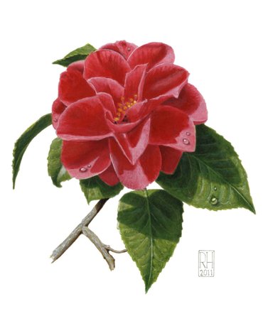 Painting - Camellia