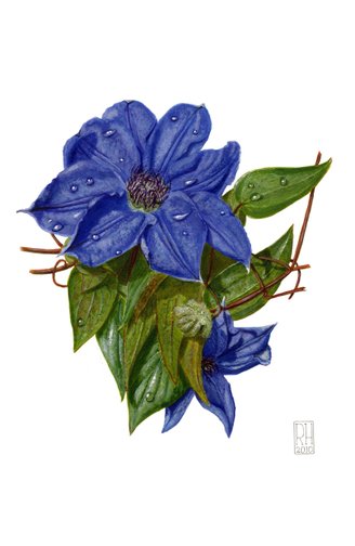 Painting - Clematis