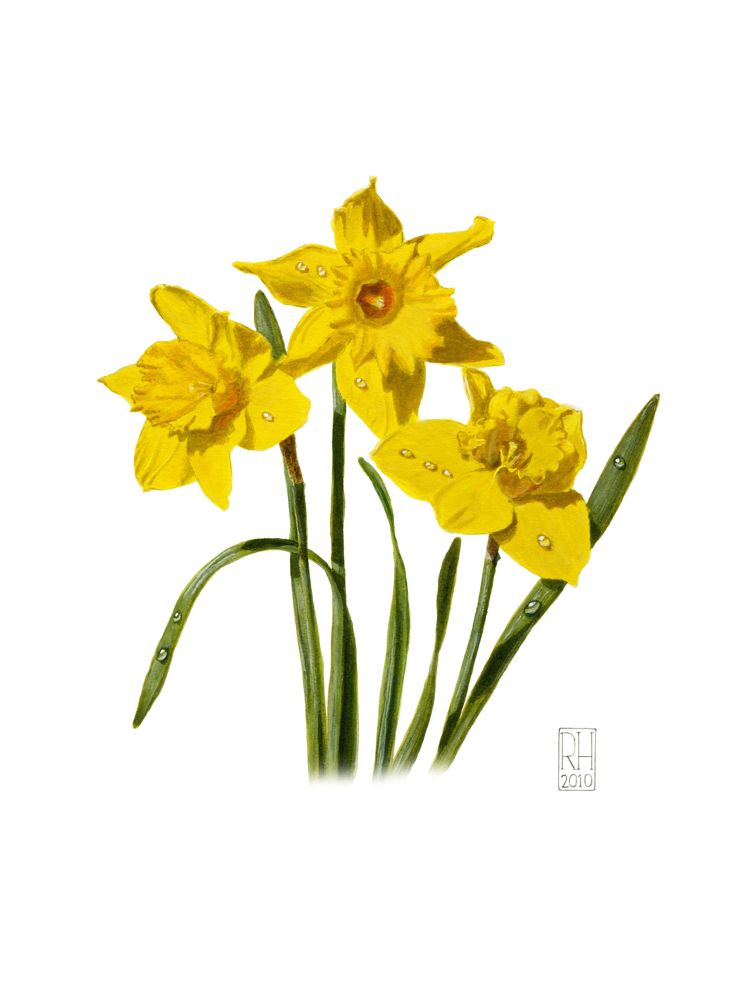 Daffodils Richard Harpum Fine Art Paintings   Daffodils 