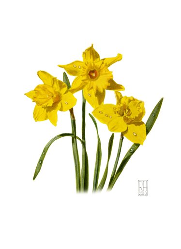 Painting - Daffodils
