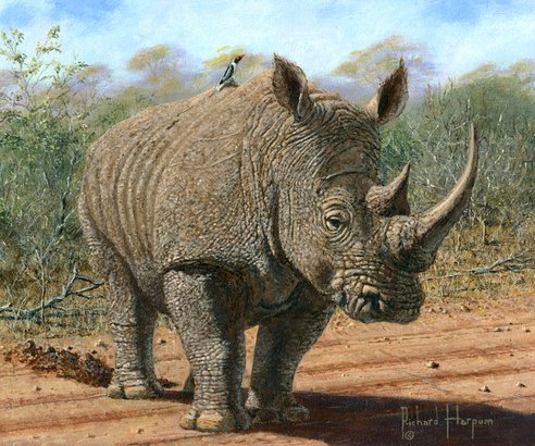 Painting - Kruger White Rhino