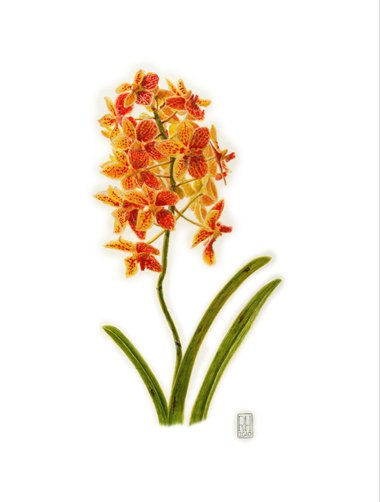 Painting - Orchid